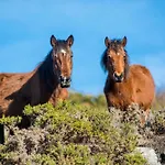 Farm stay Casa Do Rio, Natureza - Nova Gestao *