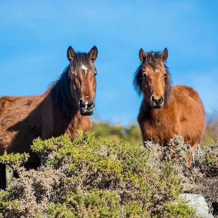 Casa Do Rio, Natureza - Nova Gestao Vakantieboerderij