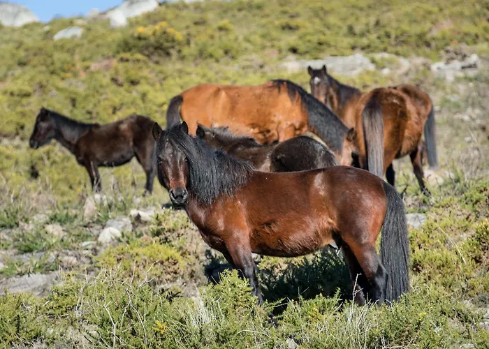 Casa Do Rio, Natureza - Nova Gestao * Melgaco