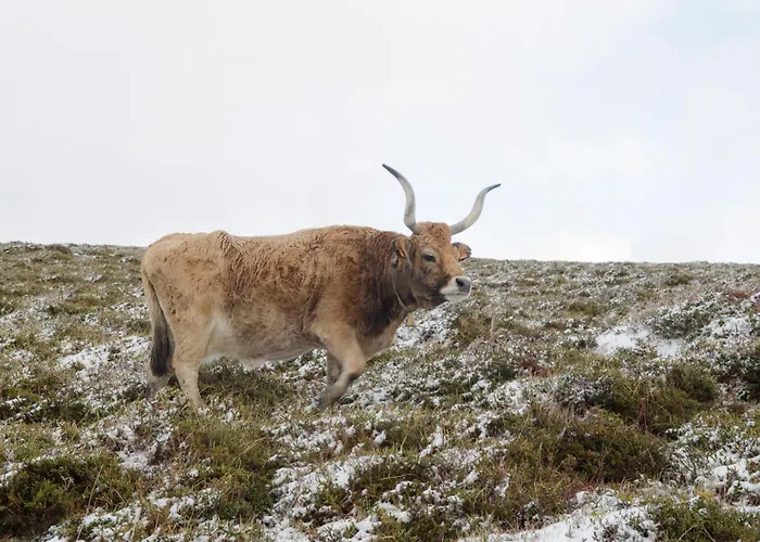 Casa Do Rio, Natureza - Nova Gestao Farm stay *